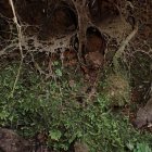 Eerie human skull covered in moss on rocky terrain
