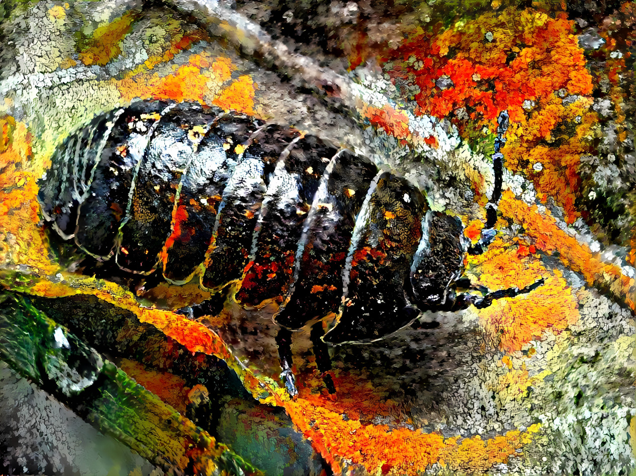 Pill bug with lichen style