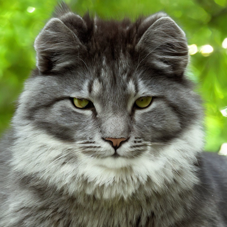 Fluffy Gray Cat with Striking Yellow Eyes on Green Background