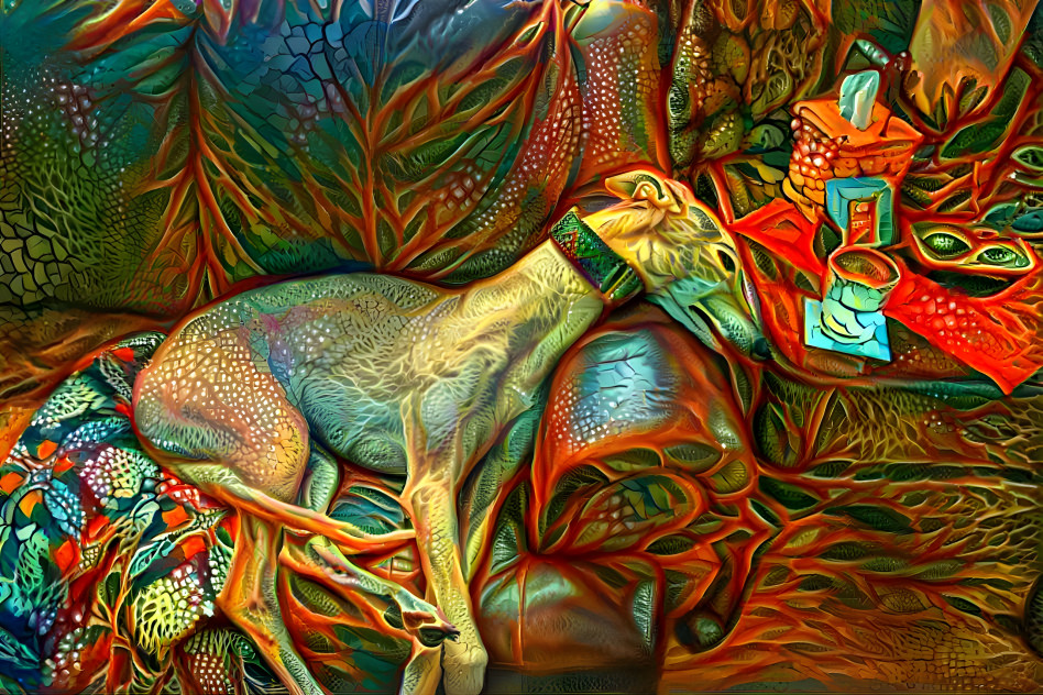 Napping Greyhound