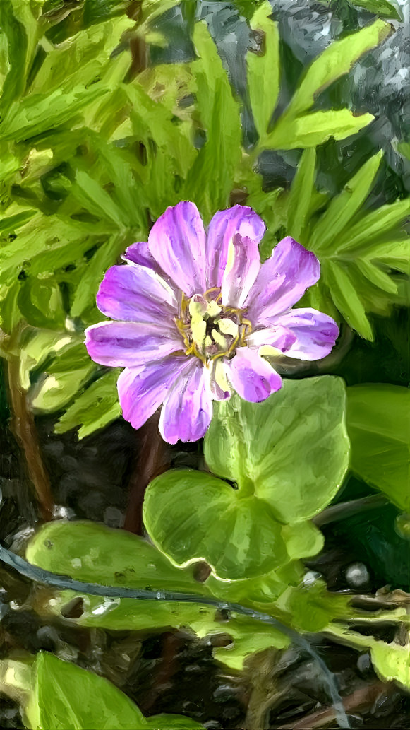 My first garden flower