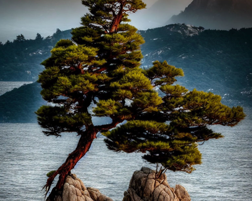 Lone pine tree on rocky outcrop in misty mountain sunset