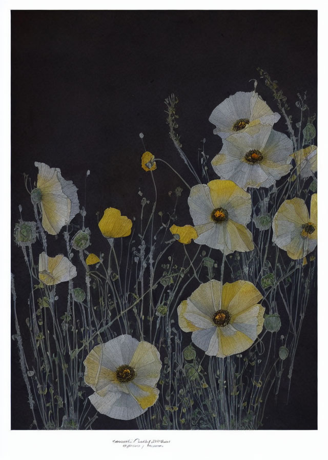 Pale yellow poppies on tall stems against black background, artist's signature included