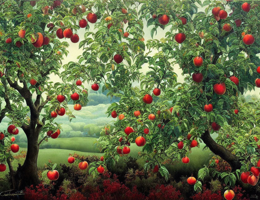 Ripe red apples in lush apple orchard with green fields