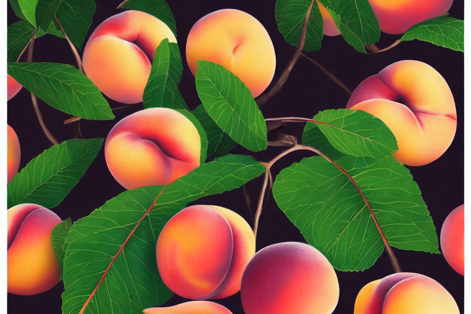 Vibrant orange and red peaches on branches with green leaves