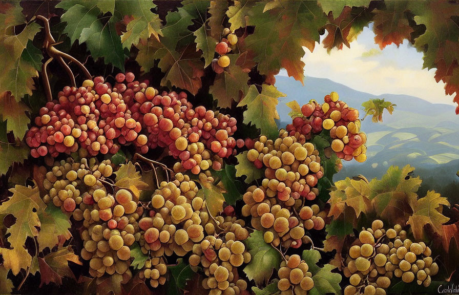 Ripe Multicolored Grapes on Vines with Autumn Leaves