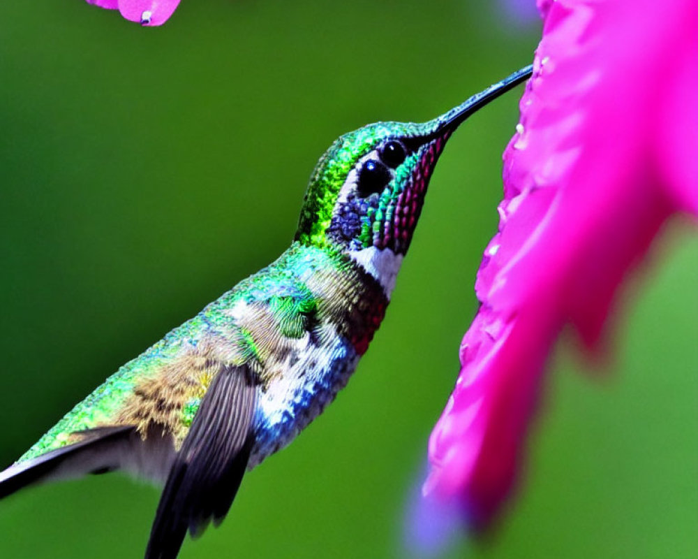 Colorful hummingbird feeding on pink flowers with long beak