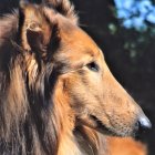 Detailed Close-Up Drawing of Sable Rough Collie Dog with Soft Gaze