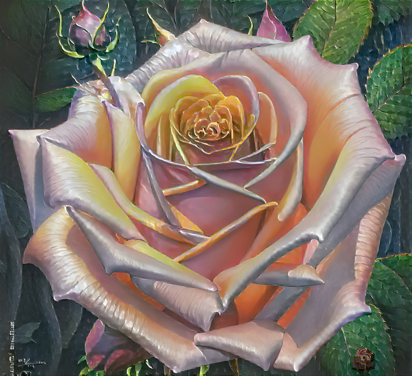 Pearl rose
