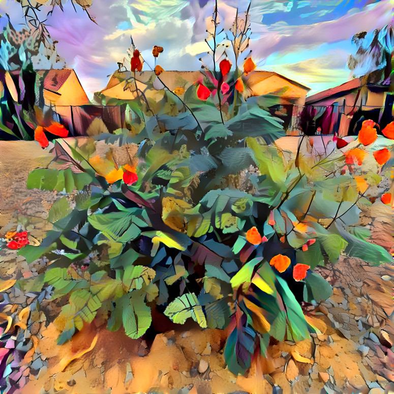 Desert in Bloom