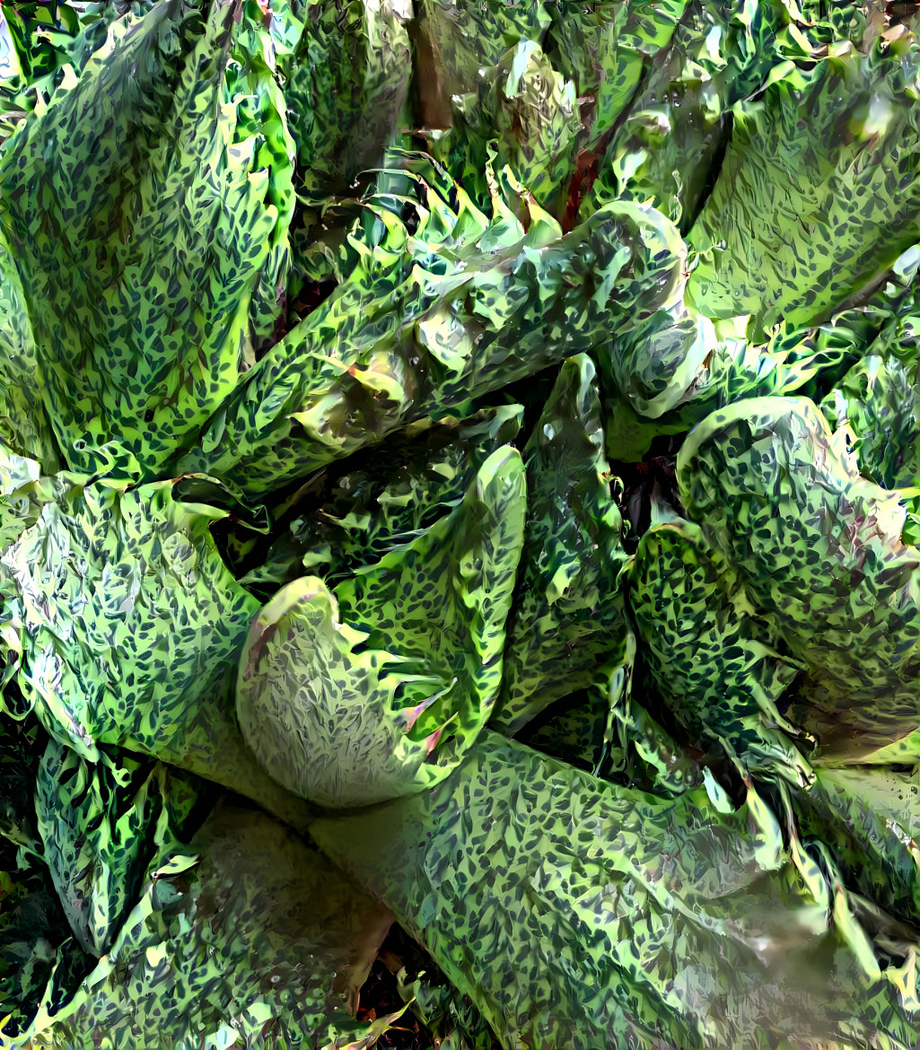 succulent (Faucaria Tuberculosa)