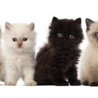 Seven kittens with unique fur patterns and colors in a row