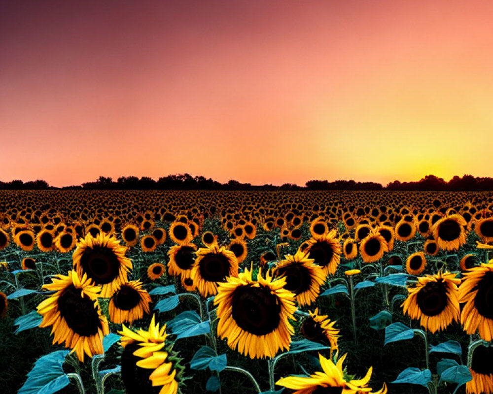 Sunflower Field Under Gradient Sunset Sky