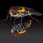 Detailed Realistic Digital Illustration of Iridescent Fly