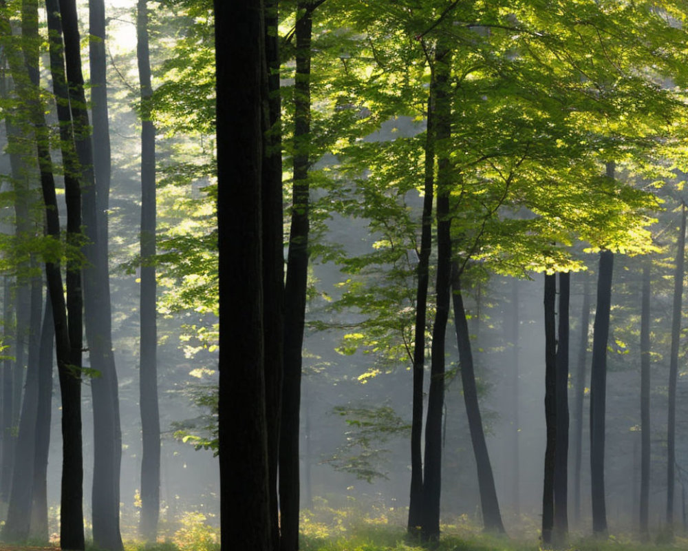 Verdant forest with sunlight filtering through tall trees