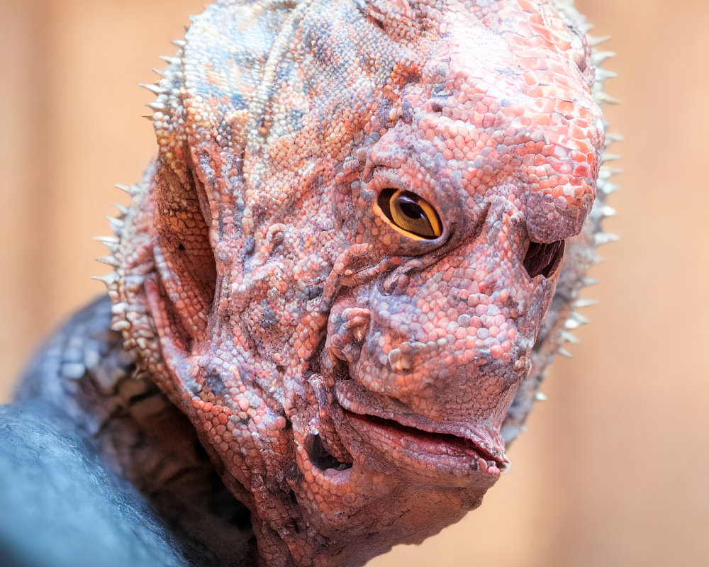 Colorful iguana with spiky crests and textured skin in close-up view