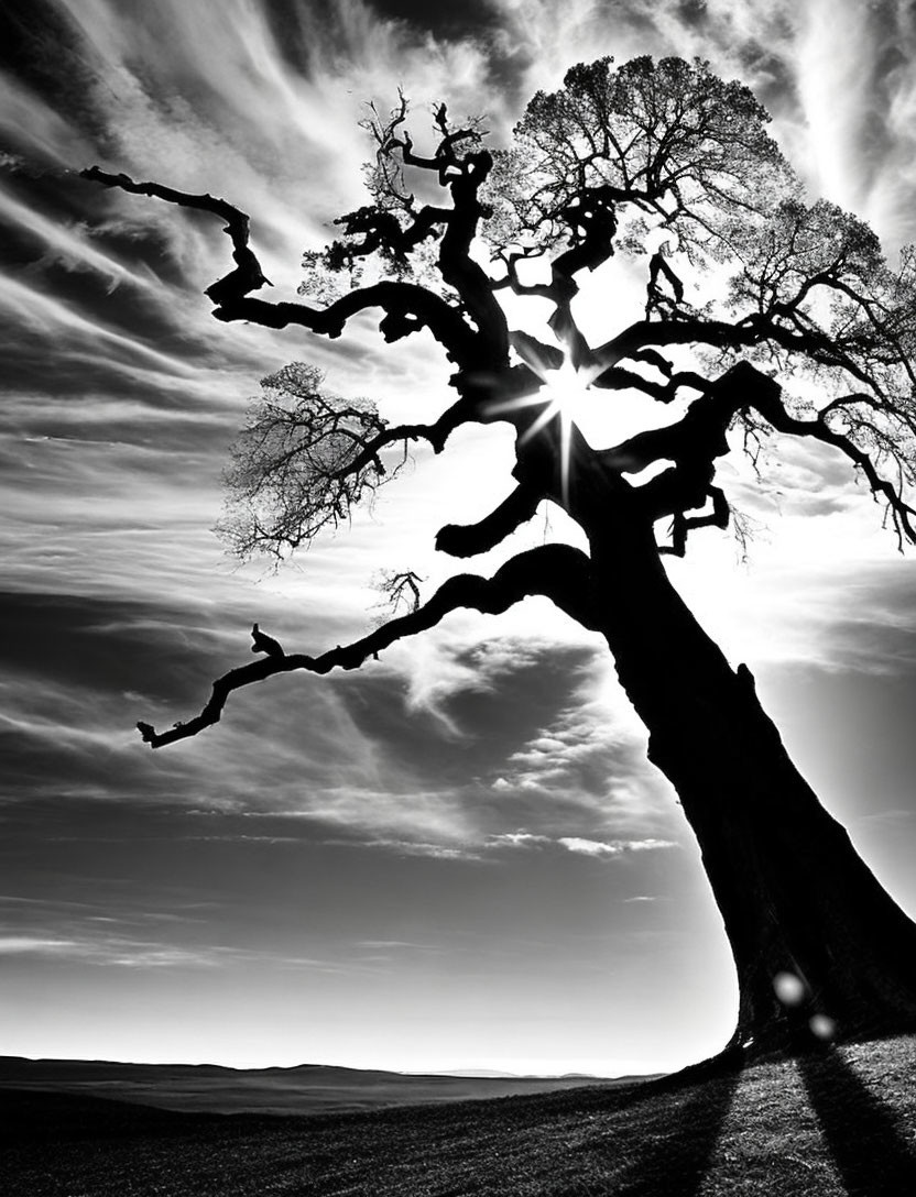 Solitary gnarled tree with sunburst through branches in monochrome.