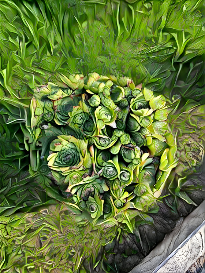 Plant Sempervivum tectorum