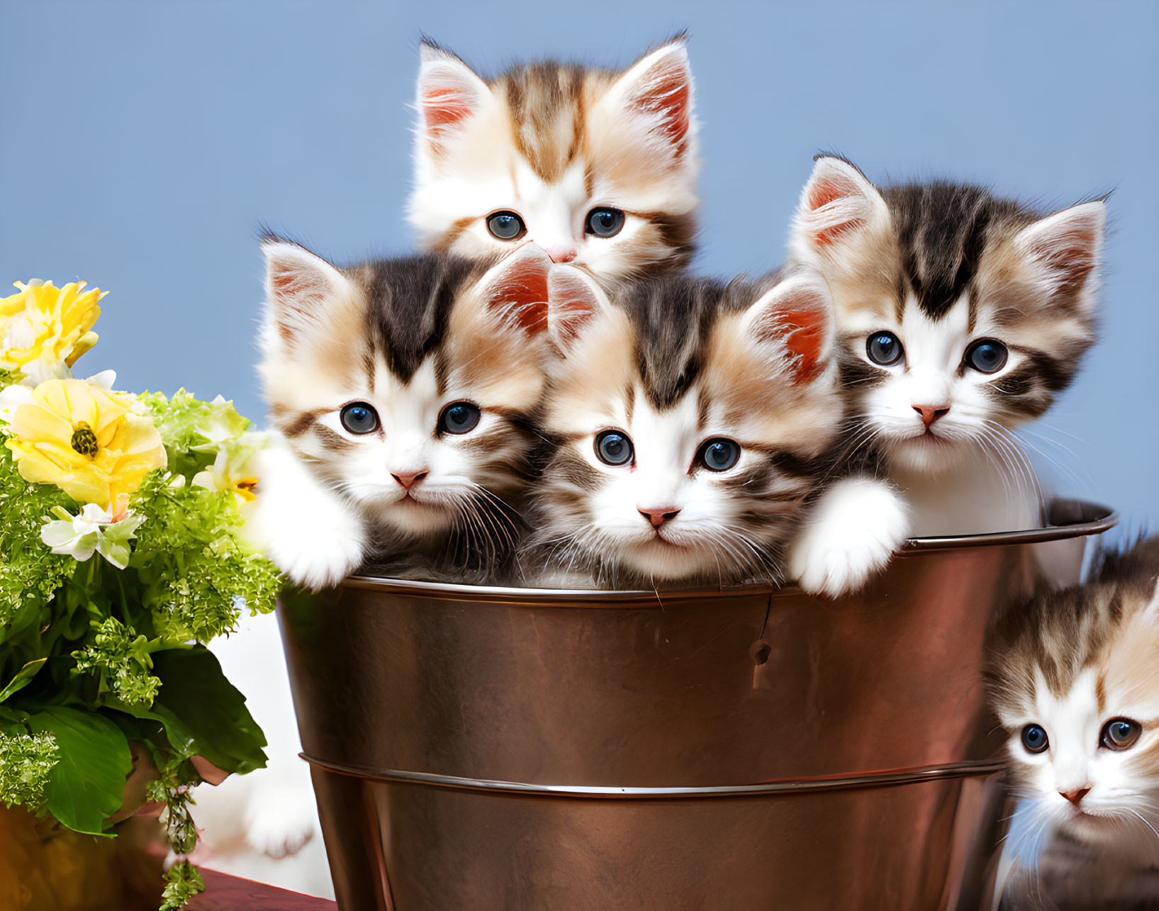 A bucket of kittens