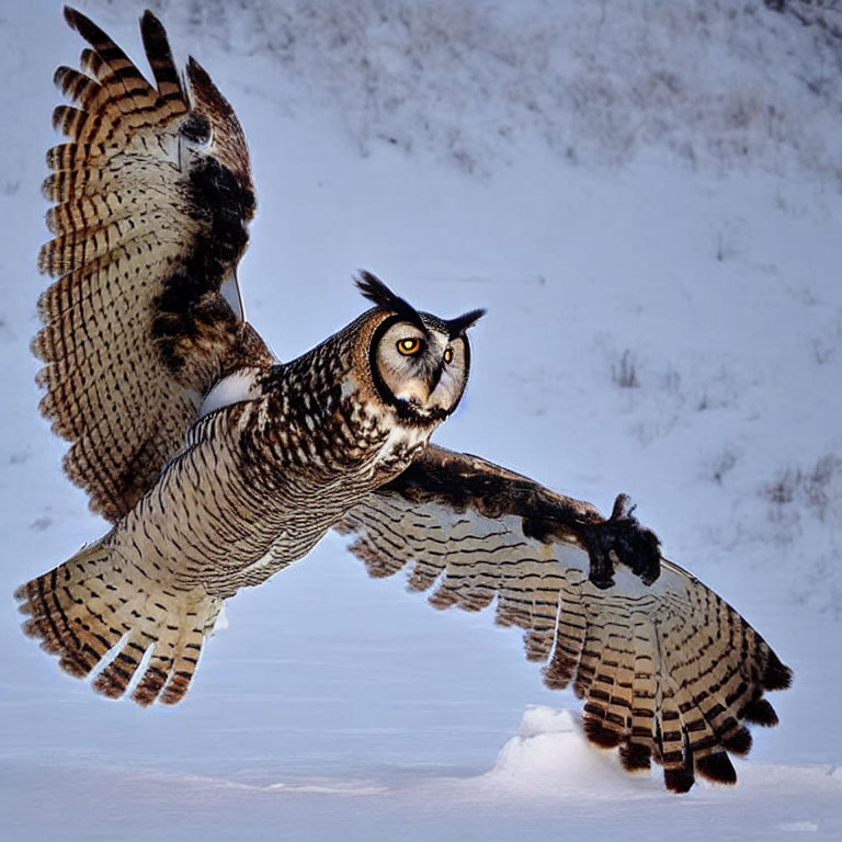 Majestic great horned owl flying in snowscape