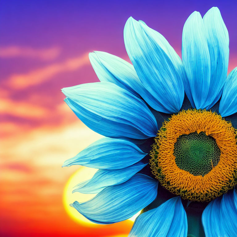 Vivid blue sunflower on warm gradient sunset sky