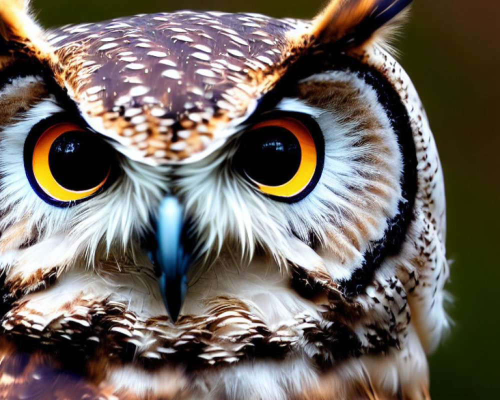 Detailed Close-Up of Owl with Intense Orange Eyes and Brown/White Feather Patterns