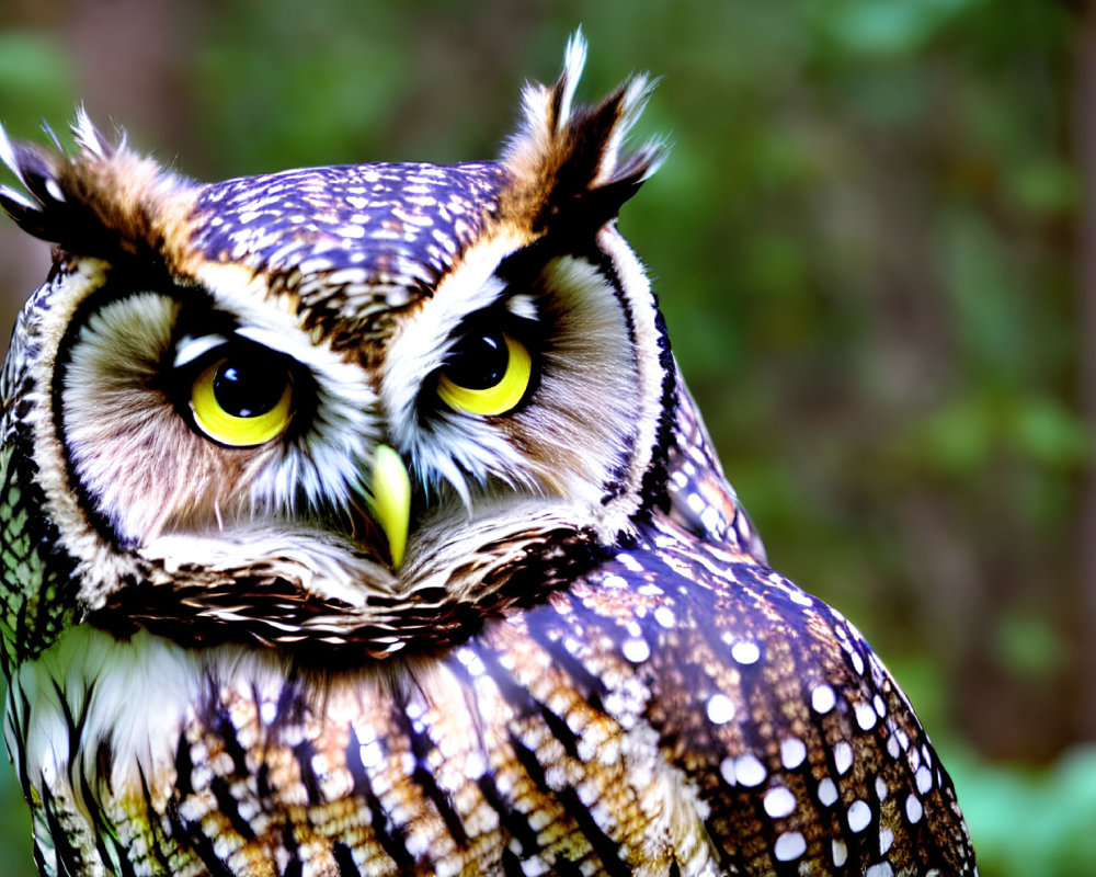 Striking yellow-eyed owl with speckled feathers and sharp beak