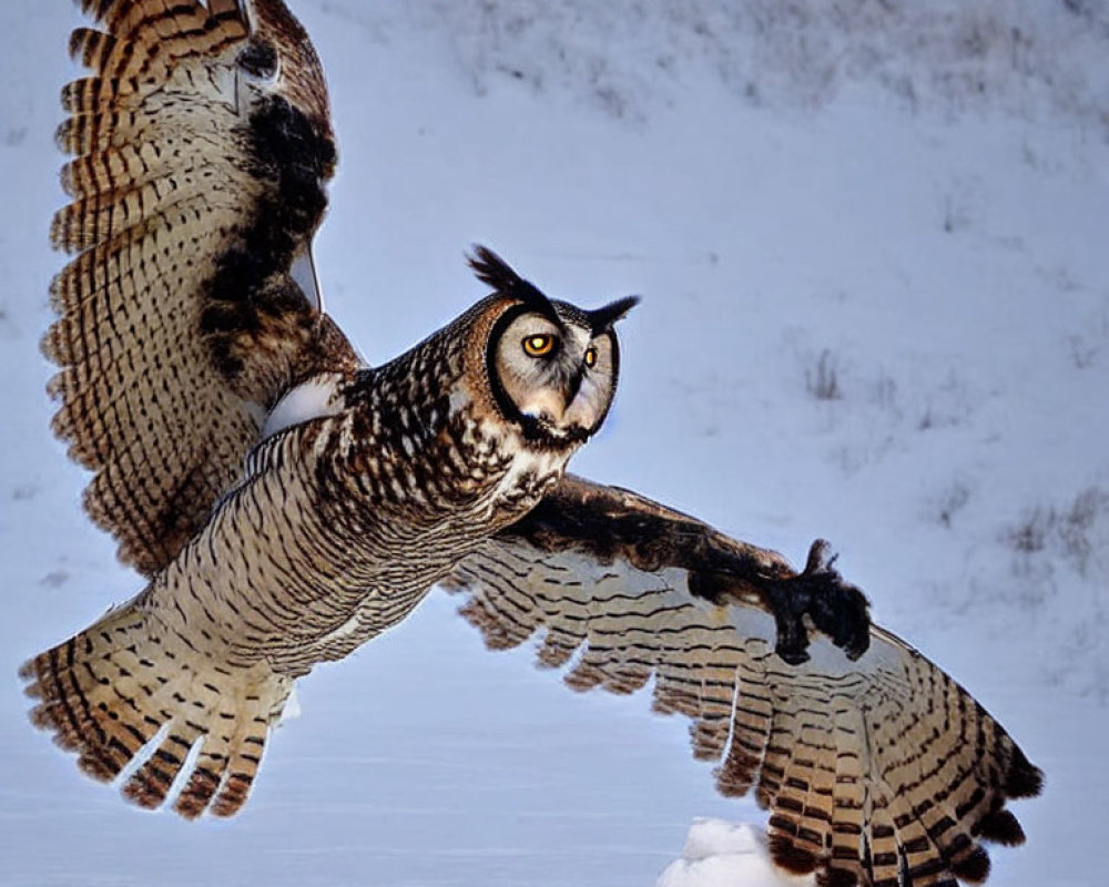 Majestic great horned owl flying in snowscape