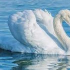 Swan digital art: serene water reflection, snowy mountain backdrop