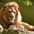 Majestic lion with full mane resting among rocks and foliage