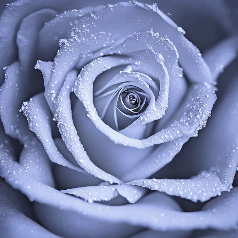 Monochrome blue rose with dewdrops in close-up