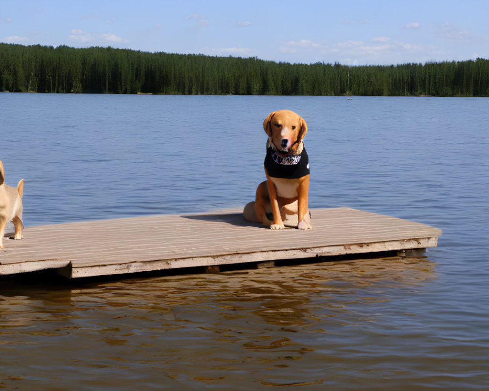 Two Dogs on Wooden Dock by Lake with Forest Background