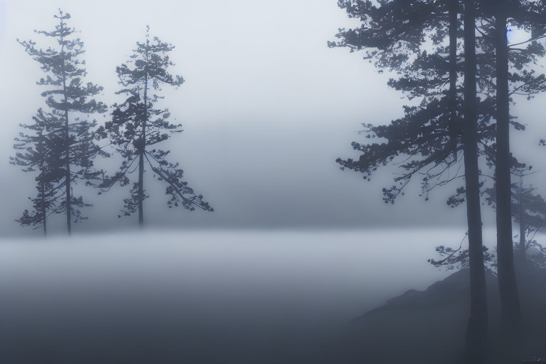 Foggy landscape with tall tree silhouettes in serene setting