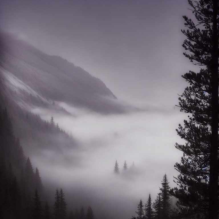 Mystical landscape: fog, forest, mountain, pine trees.