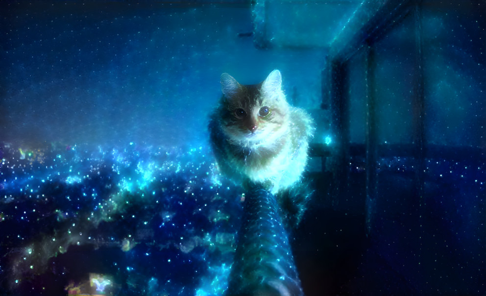 Sitting cat in the stars above the city