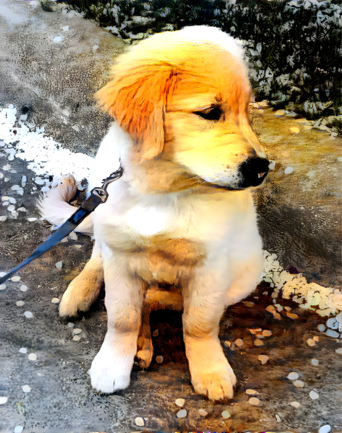 Golden retriever puppy petals