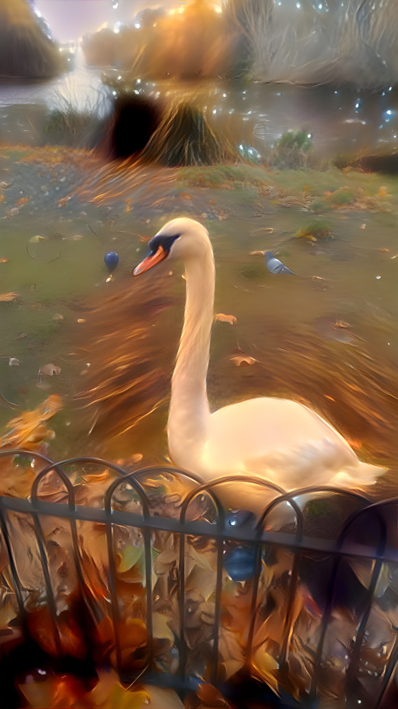 A duck in Buckingham