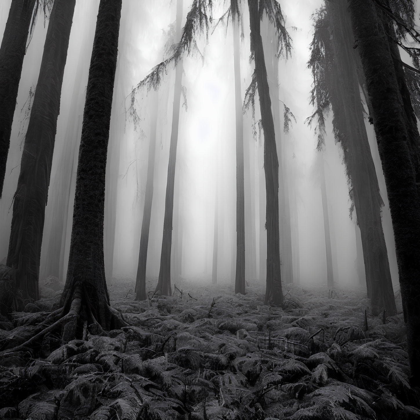 Foggy forest scene with tall trees and fern-covered ground