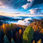 Misty forest at sunrise with autumn trees and bird in aerial view