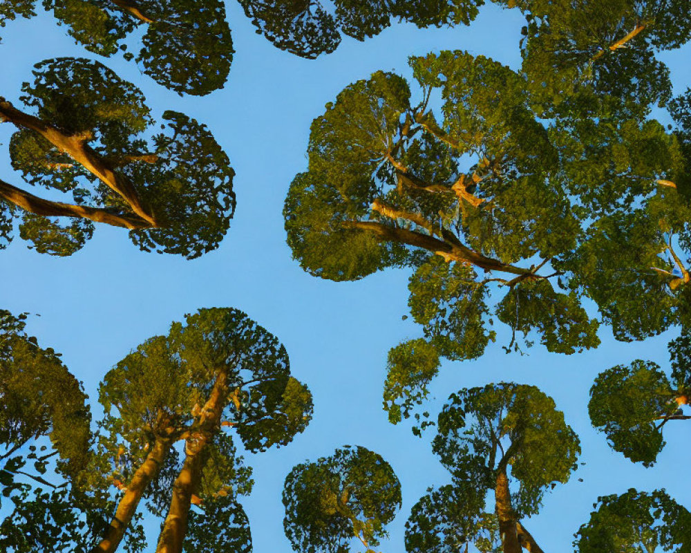 Clear Blue Sky Seen Through Tall Tree Canopy