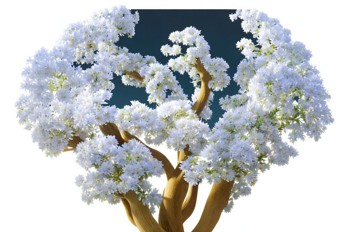 White Blossom Tree Against Blue Sky with Brown Branches