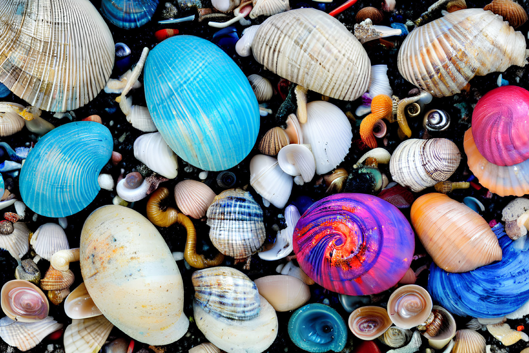 Assorted Seashell Collection in Blue, Orange, and White