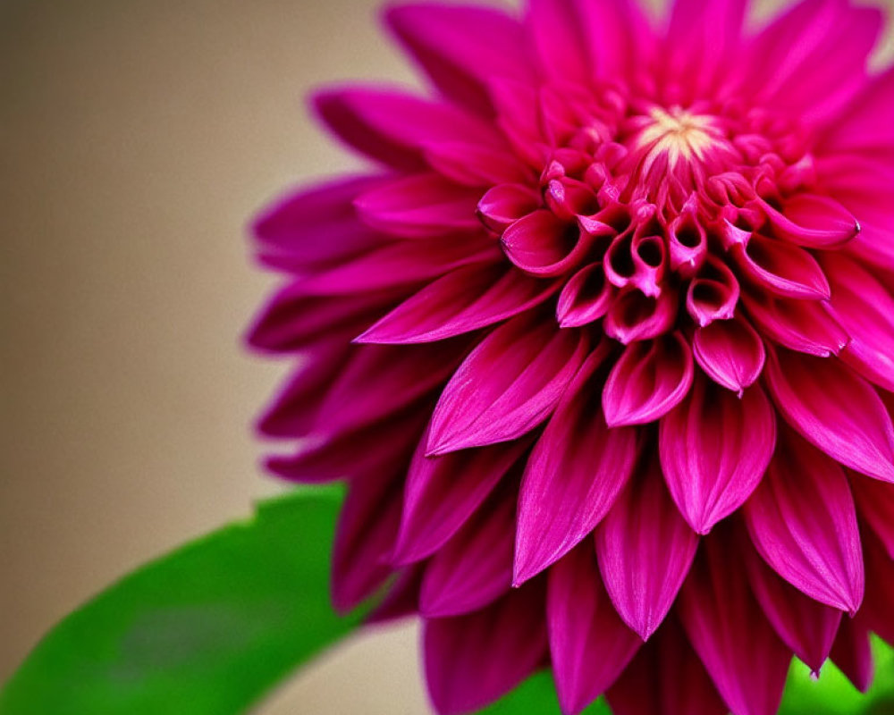 Vibrant Pink Dahlia with Intricate Petals on Beige Background