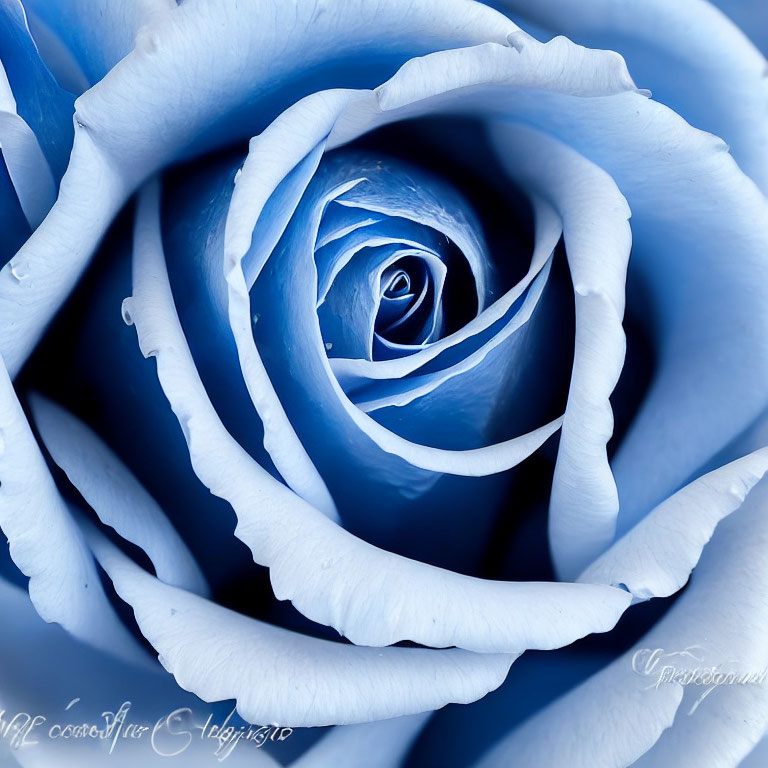 Blue rose with soft petals and swirling pattern.