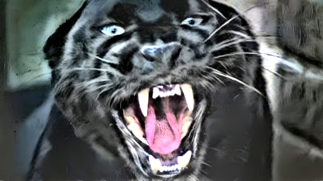 Panther-Kitty Kitty