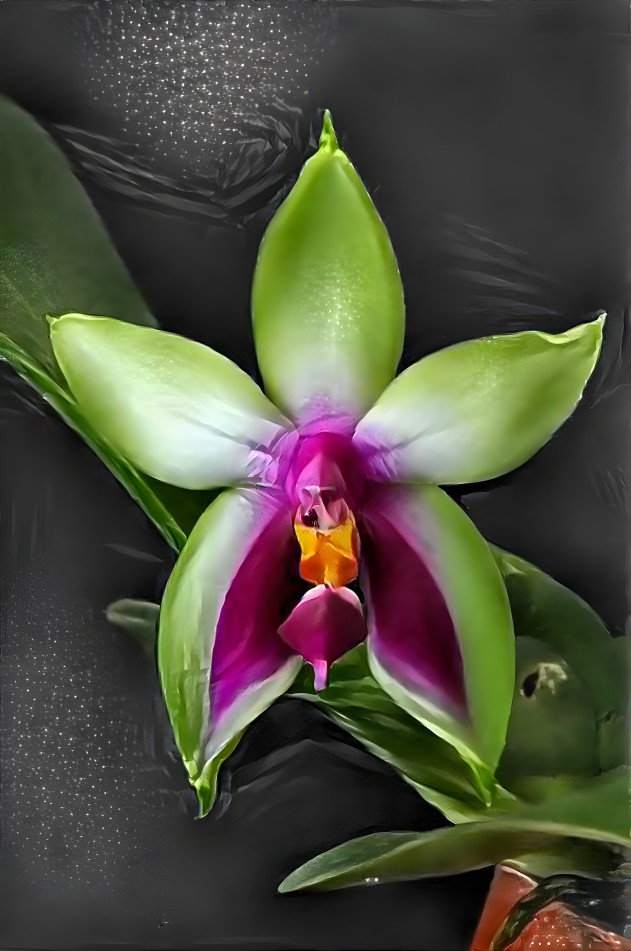 Phalaenopsis bellina  Orchid 