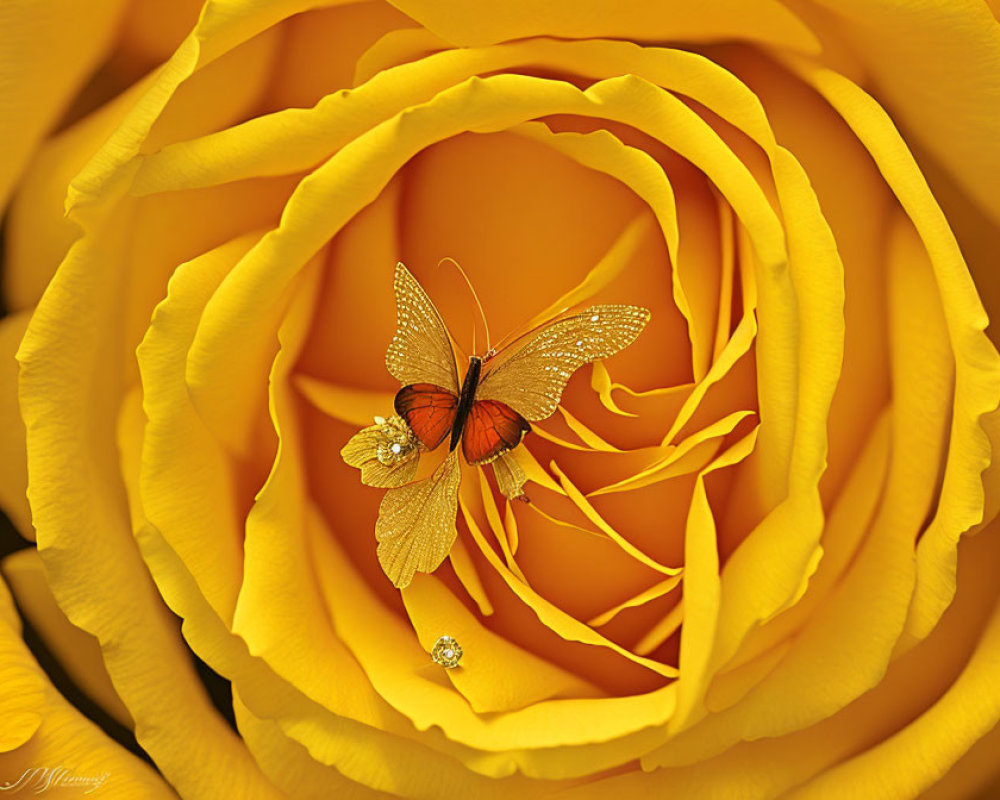 Orange Butterfly Resting on Yellow Rose Petals