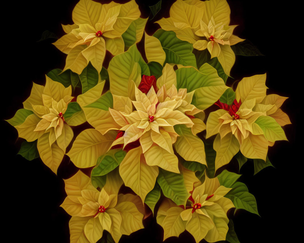 Bright Yellow Poinsettias with Red Centers on Dark Background