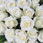 Delicate White Roses with Pink Centers on Light Blue Background