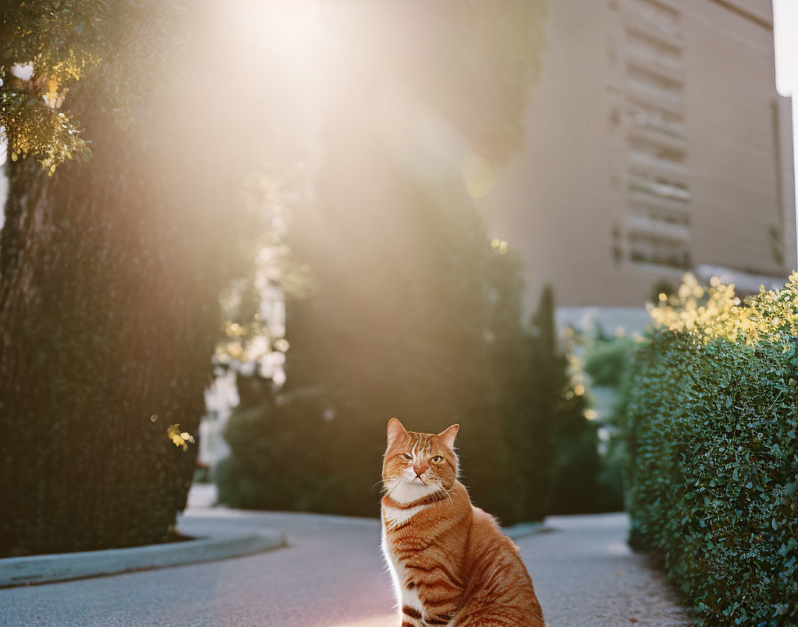Orange Tabby Cat on Sunlit Pathway with Bushes and Building Background